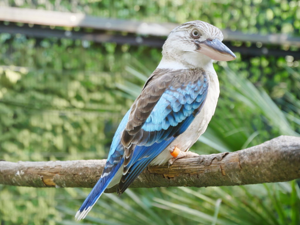 LUMIX 14-140mm 作例 | ワライカワセミ