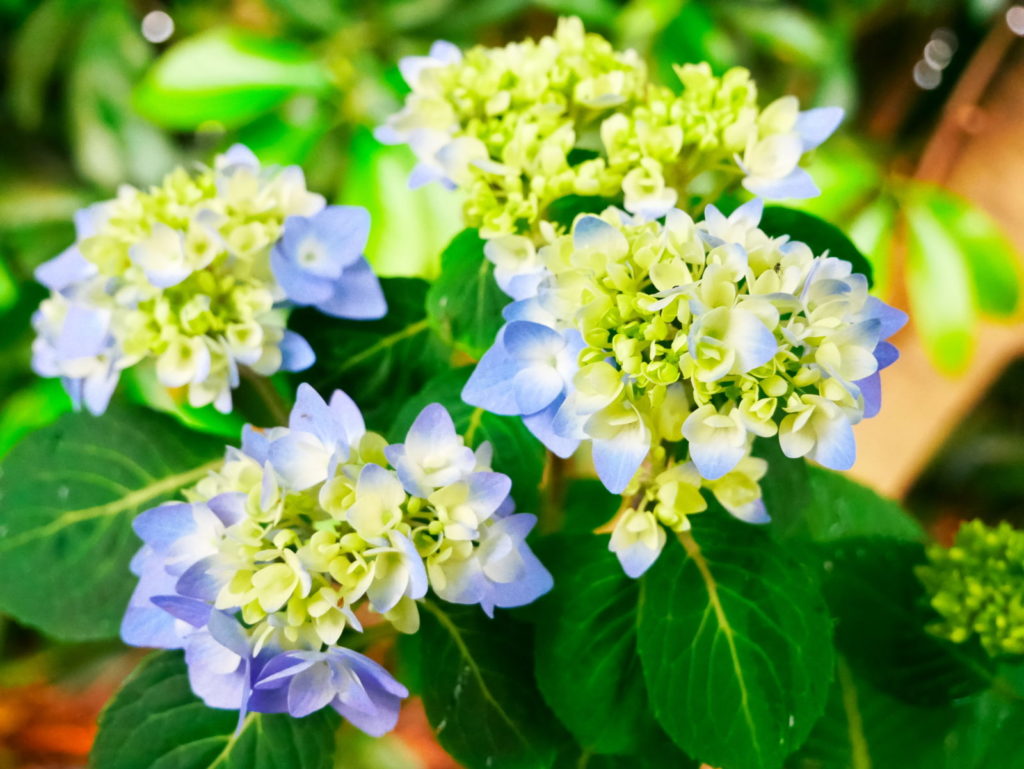 ポップフィルター |作例 | 紫陽花