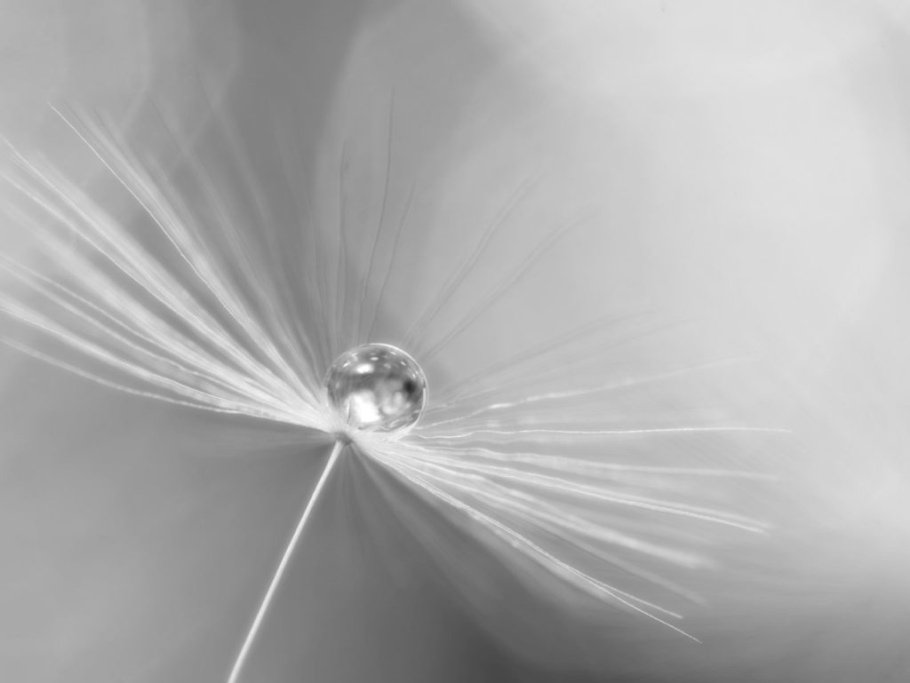 LEICA MACRO 45mm | 作例 | シルキーダンデライオン