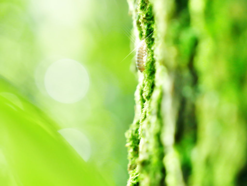 LEICA 12-60mm | 作例 | 輝く蟲