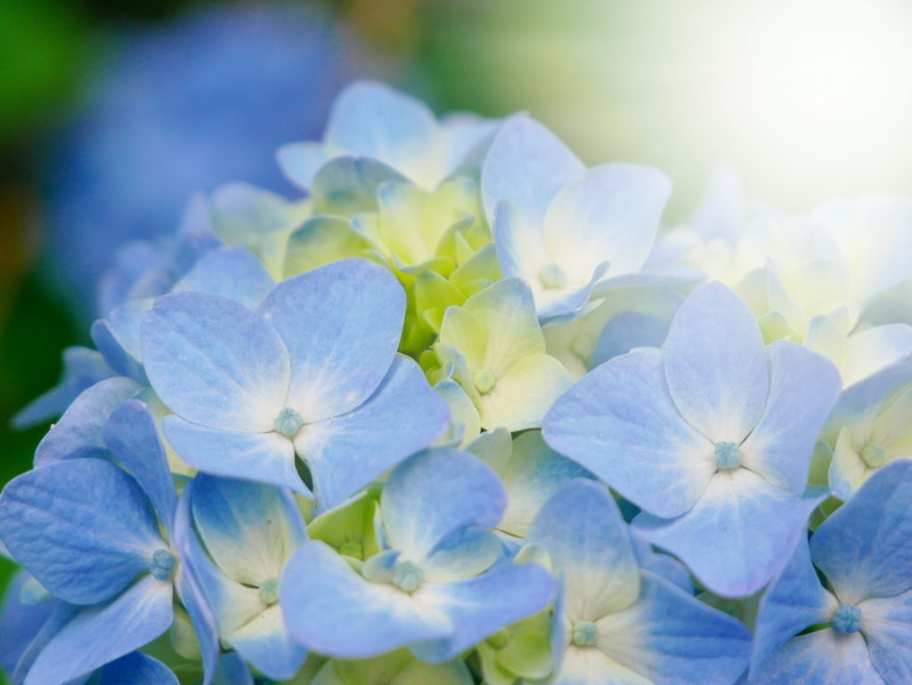 LUMIX G VARIO 12-60mm | 作例 | サンシャイン・フラワー