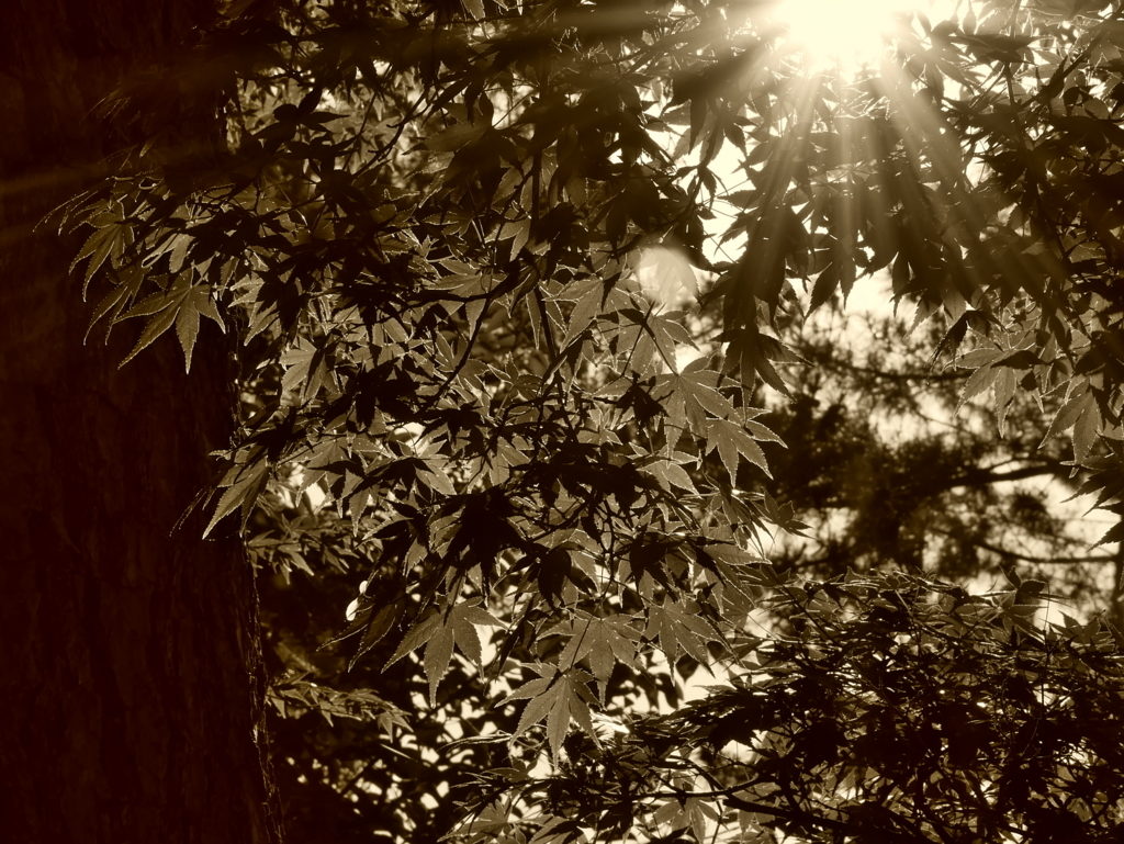 LUMIX G VARIO 12-60mm | 作例 | 楓と光芒