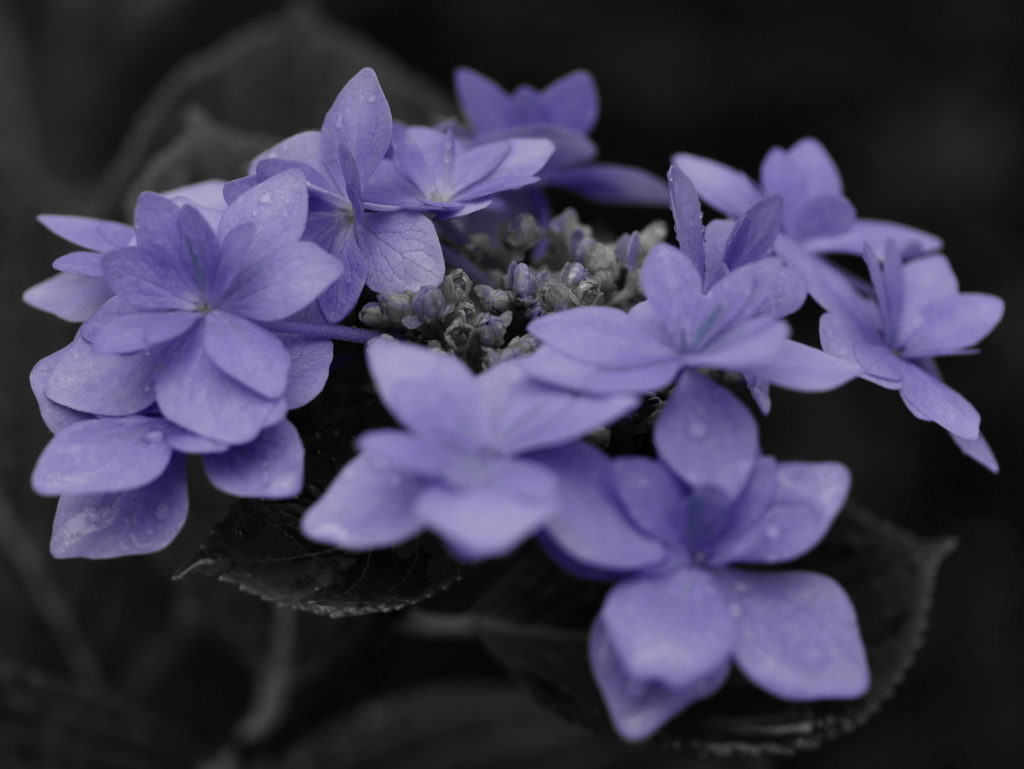 作例 モノクロに咲く紫陽花 | LEICA DG MACRO-ELMARIT 45mm