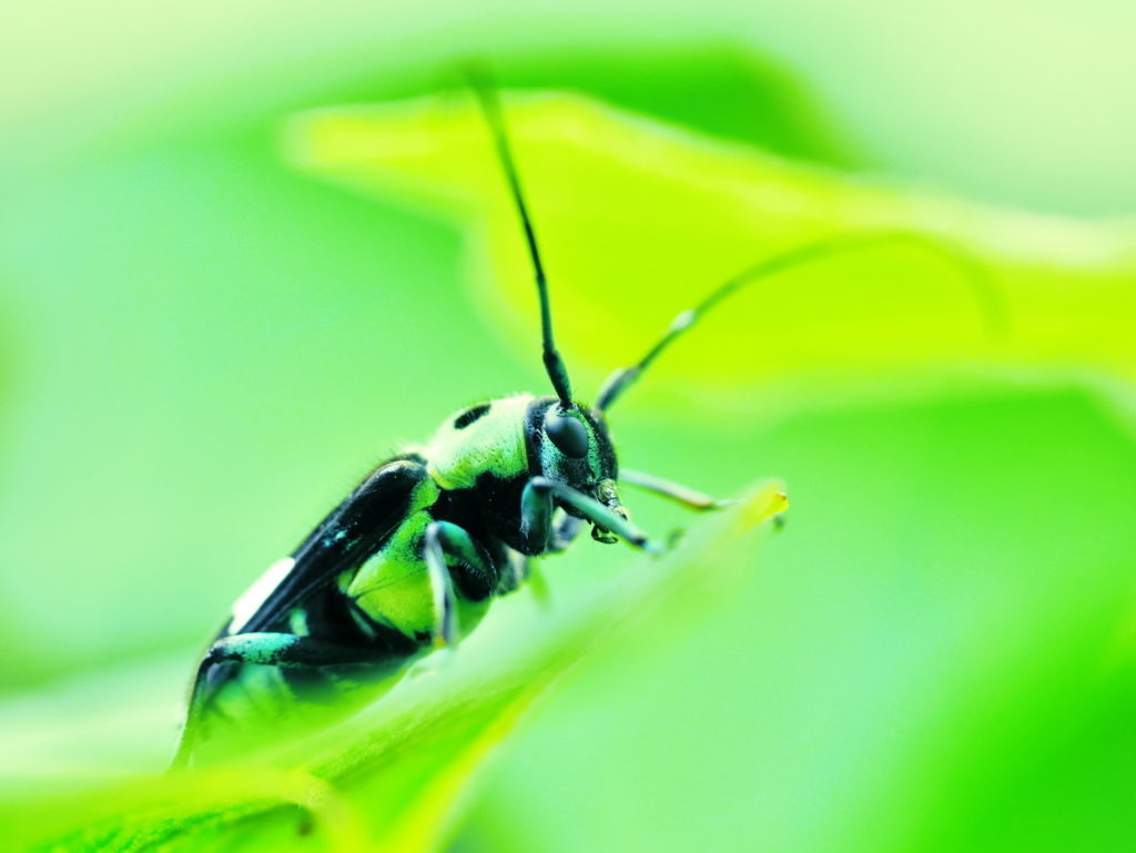 LEICA MACRO 45 | 作例 | ラミーカミキリ