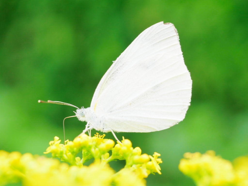 作例 | LEICA MACRO 45mm | モンシロチョウとオミナエシ