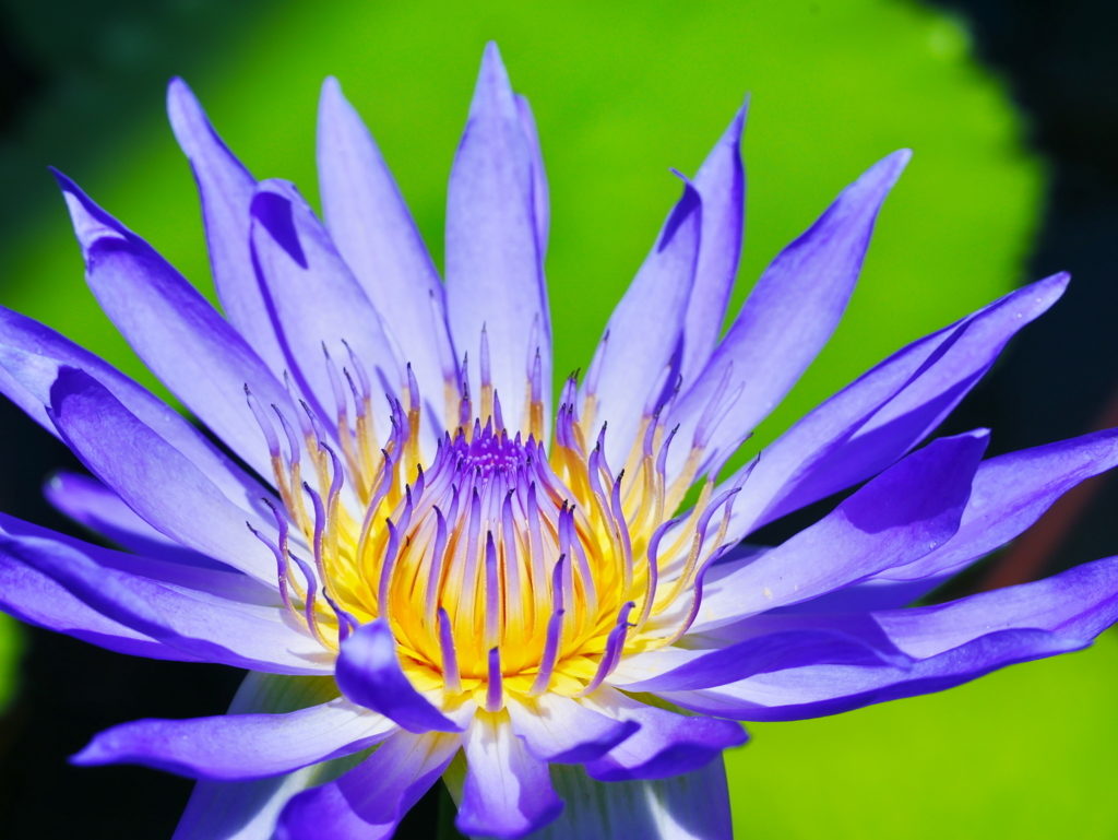 LEICA MACRO 45mm | 作例 | 青、爽やかに