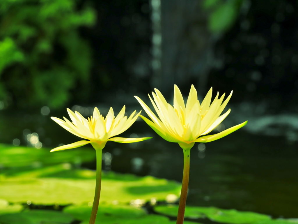 作例 金色の花1 | LEICA DG MACRO-ELMARIT 45mm