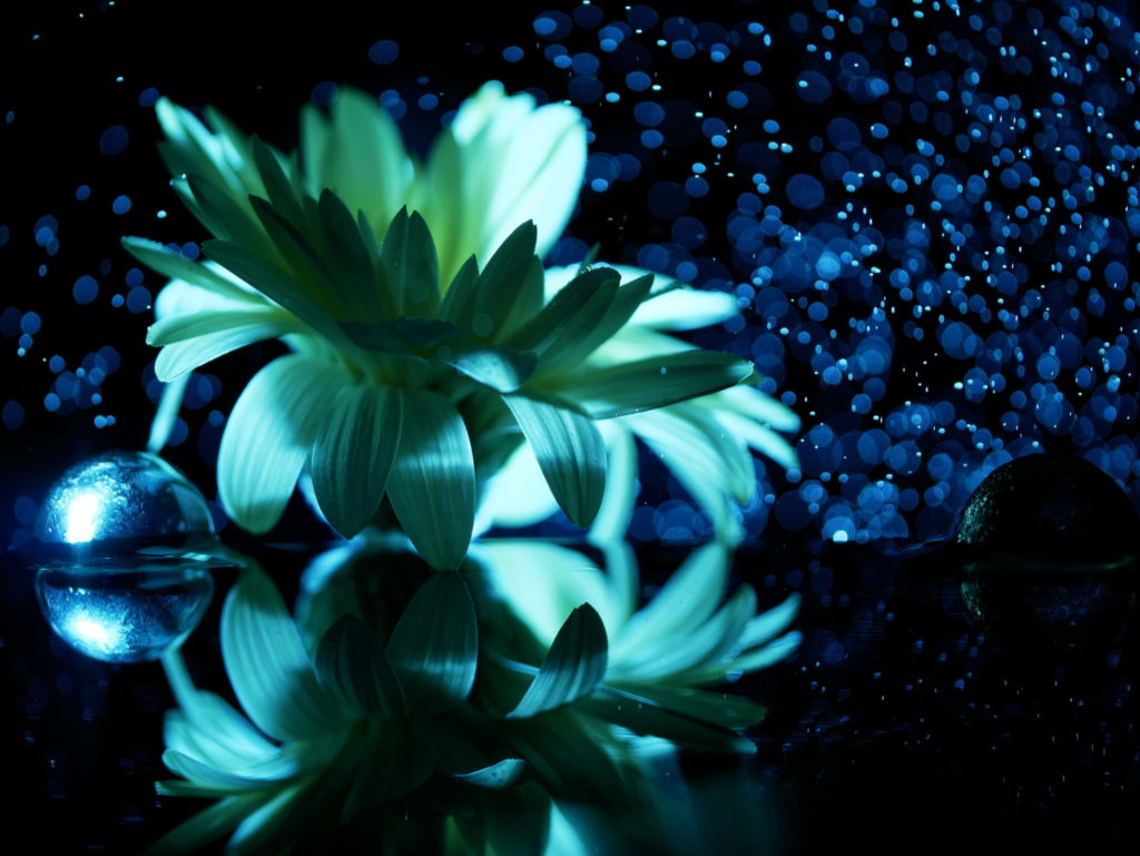 LEICA 45mm | 作例 | 粉雪