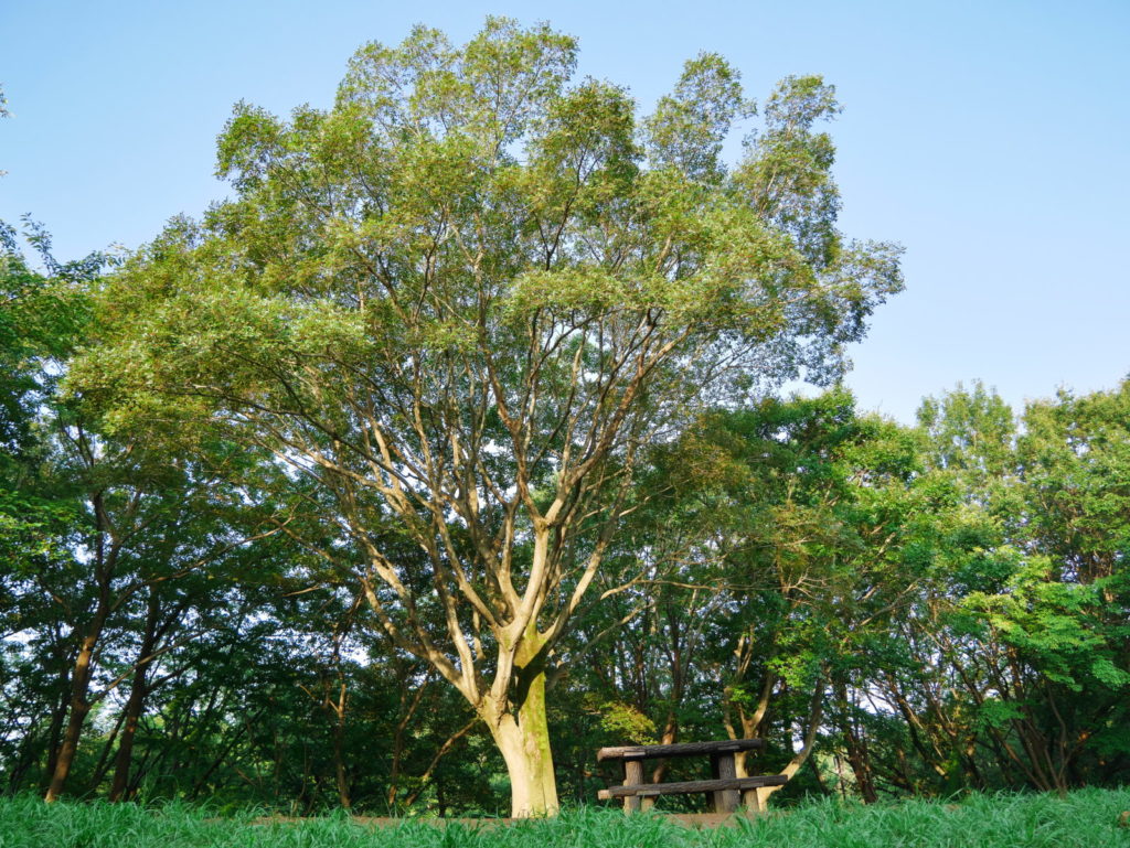 LUMIX 12-60mm 12mm開放(3.5)