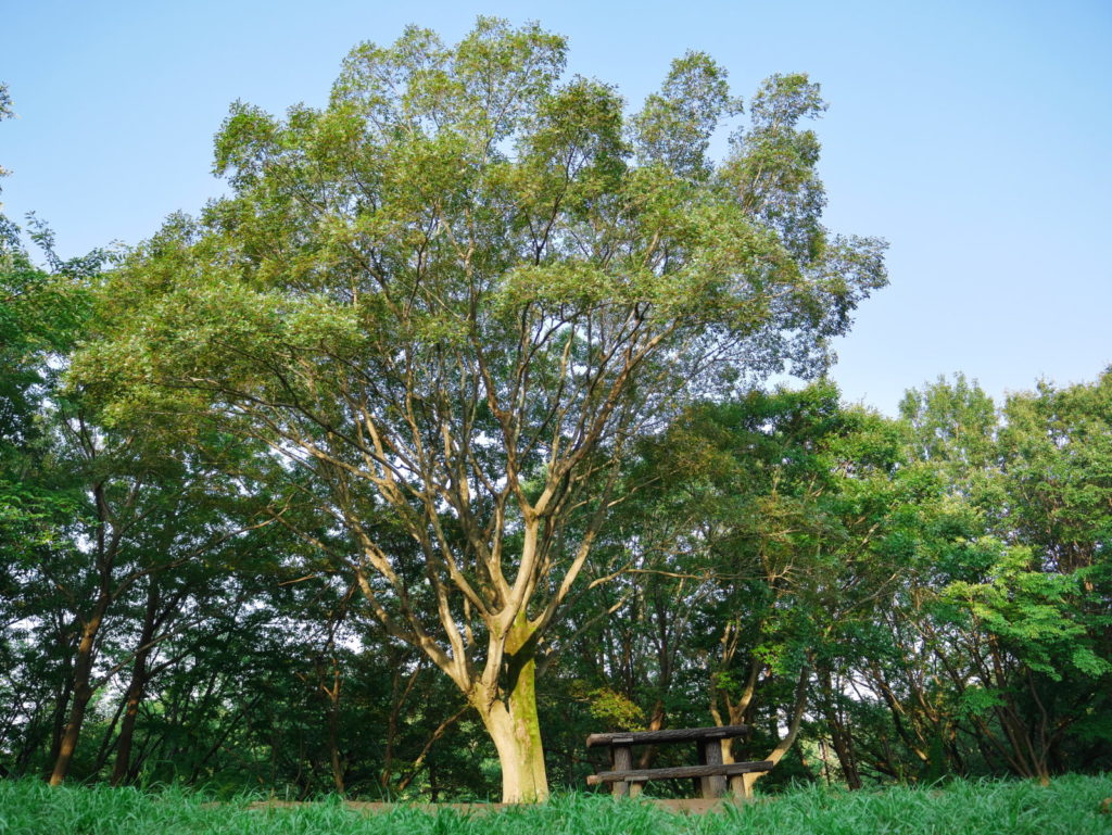 LEICA 12-60mm 12mm開放(F2.8)