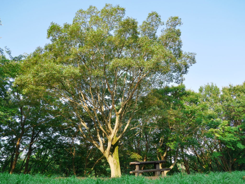 LUMIX 12-60mm 12mm F5.6