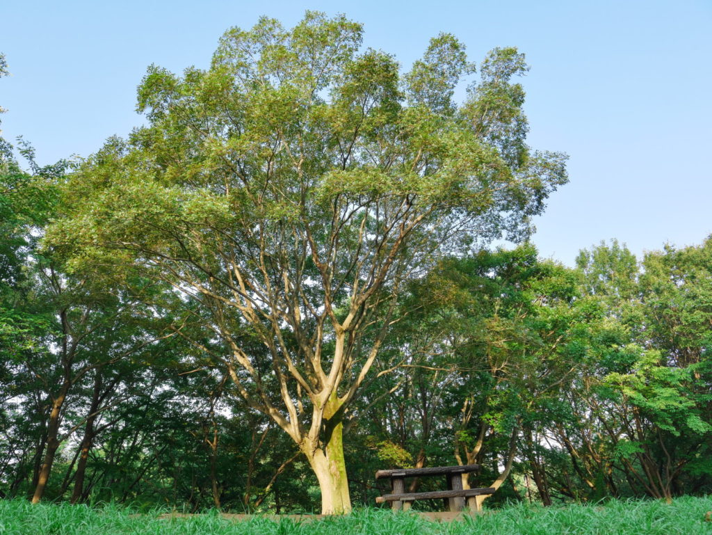 LEICA 12-60mm 12mm F5.6