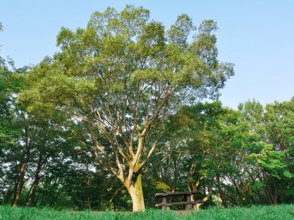 LEICA 12-60mm 12mm F8.0