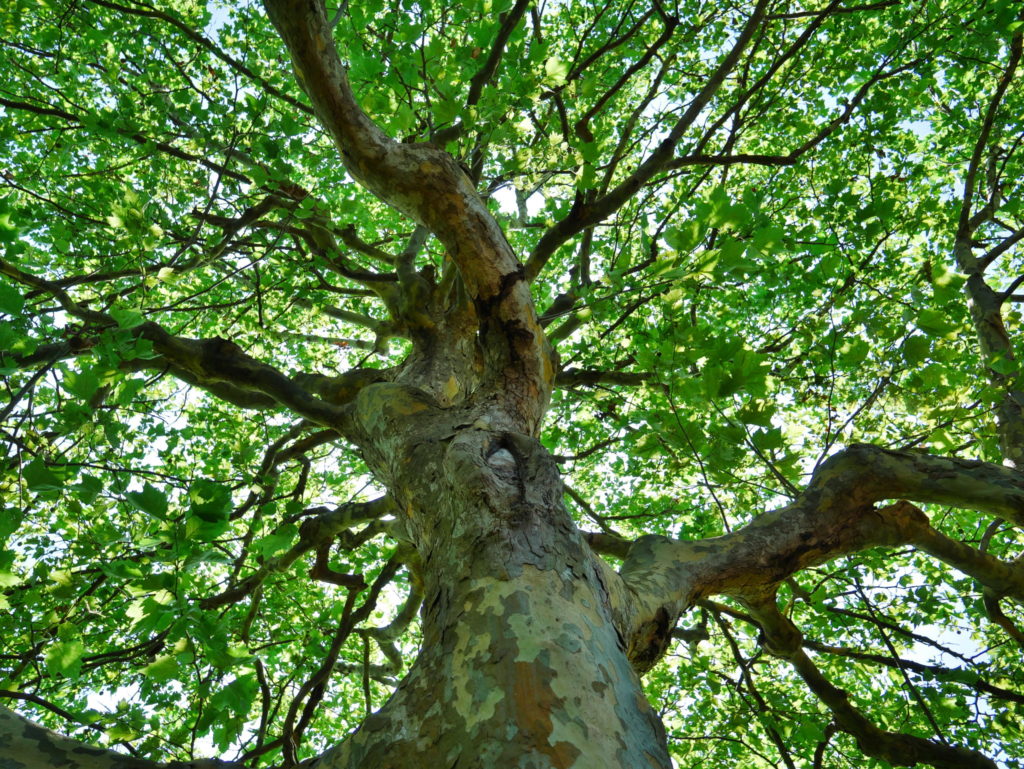 LEICA 12-60mm 12mm開放(F2.8)