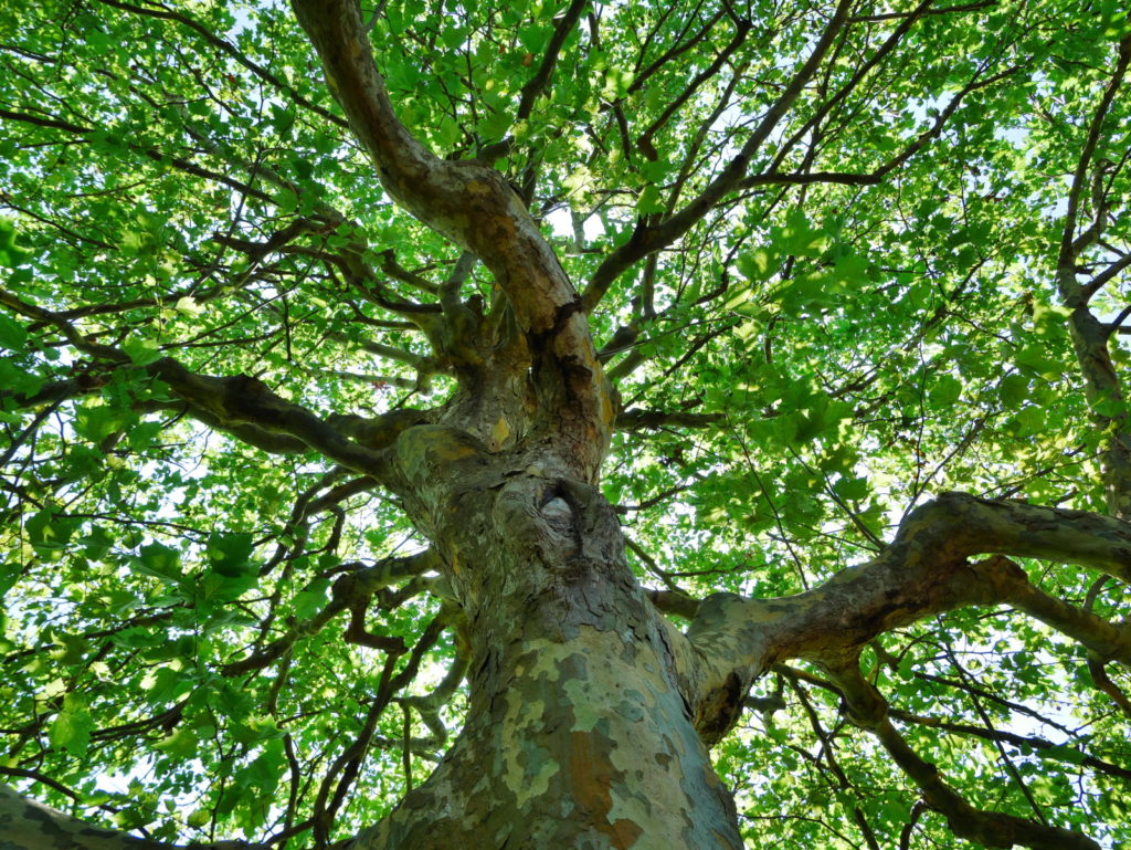 LUMIX 12-60mm 12mm F5.6