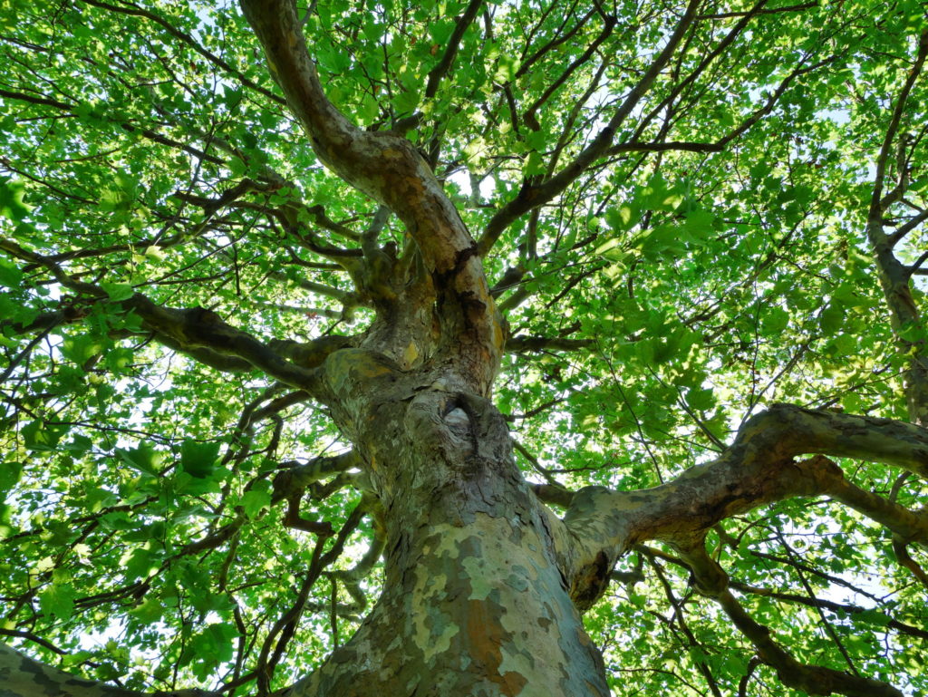 LUMIX 12-60mm 12mm F8.0