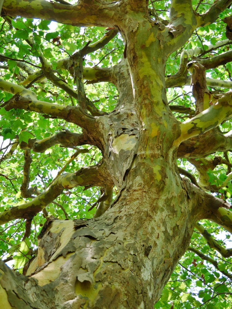 LUMIX 12-60mm 25mm F4.5