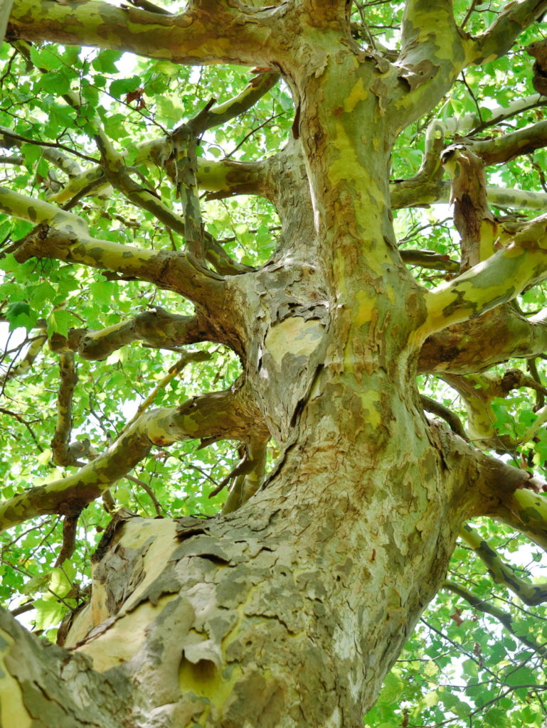 LEICA 12-60mm 25mm F3.5