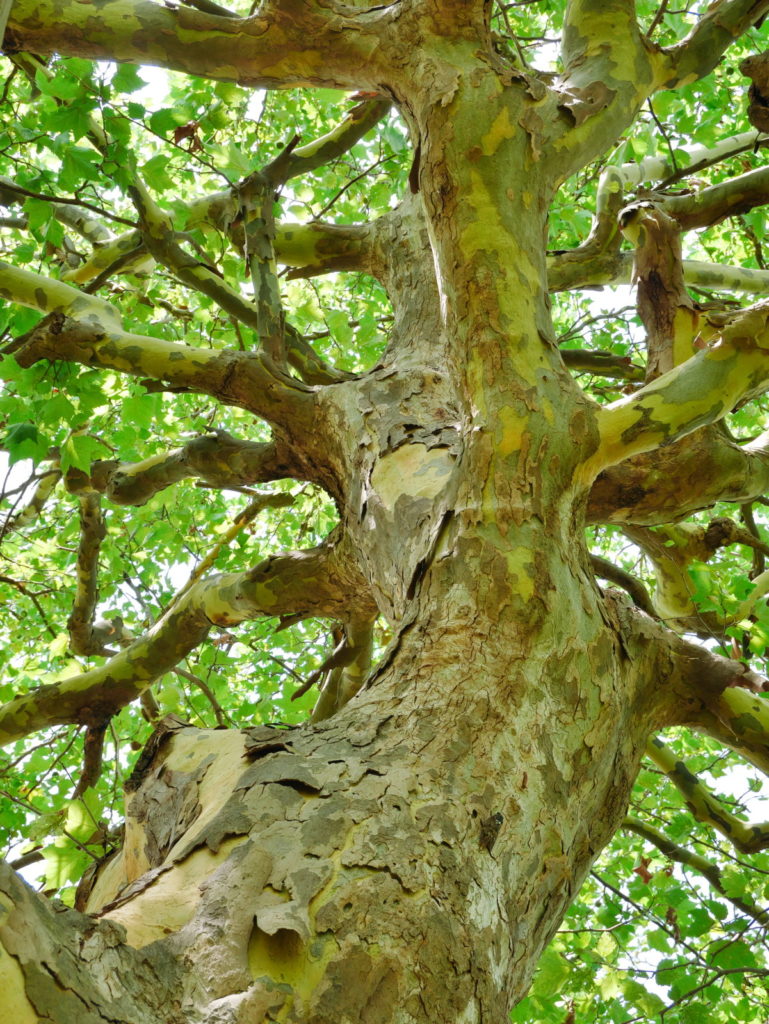 LUMIX 12-60mm 25mm F8.0