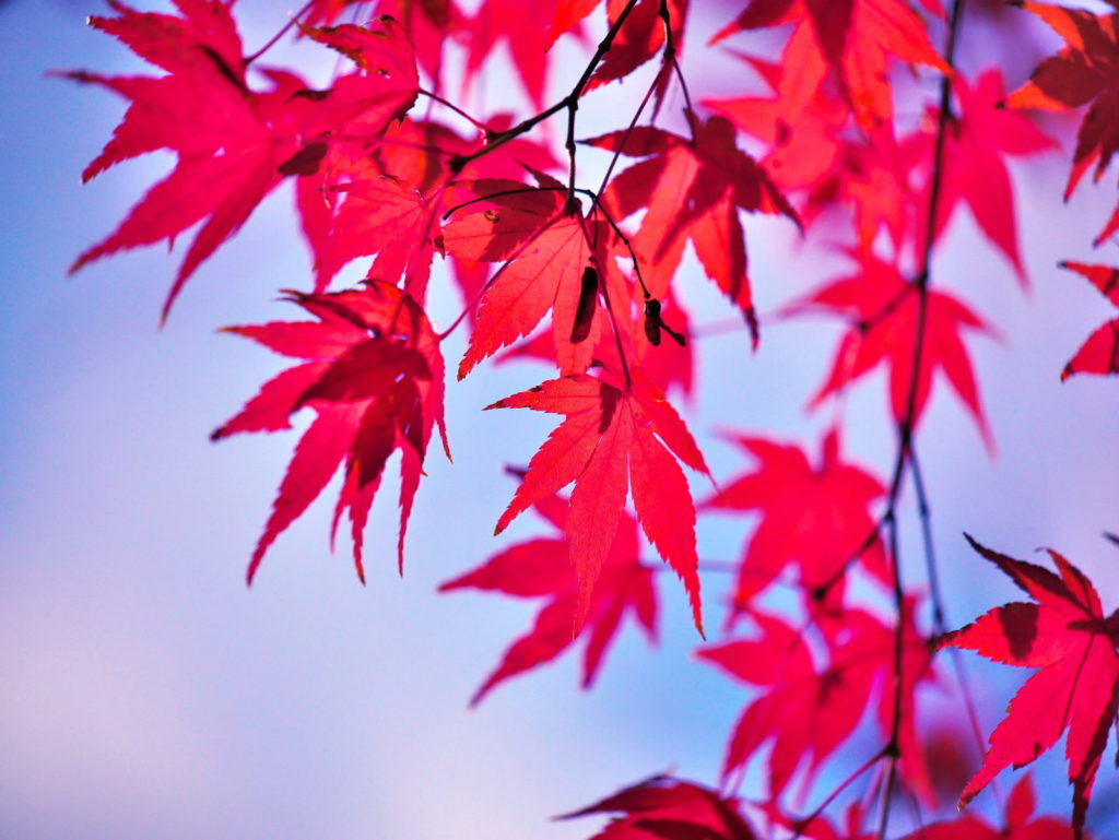 LUMIX G X 35-100mm | 作例 | 青空と