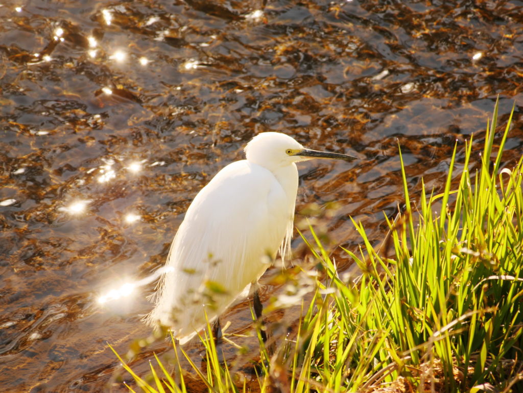 LUMIX 45-175mm | 作例 | コサギ