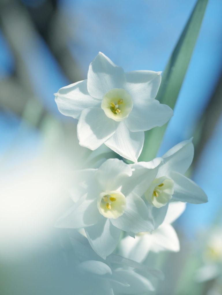 LEICA MACRO 45mm | 作例 | 青空と水仙