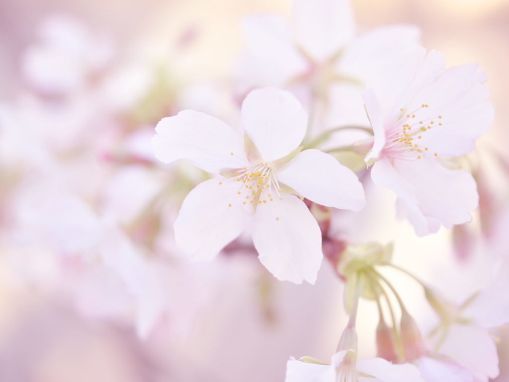 LEICA MACRO 45mm | 作例 | 色、淡く優しく