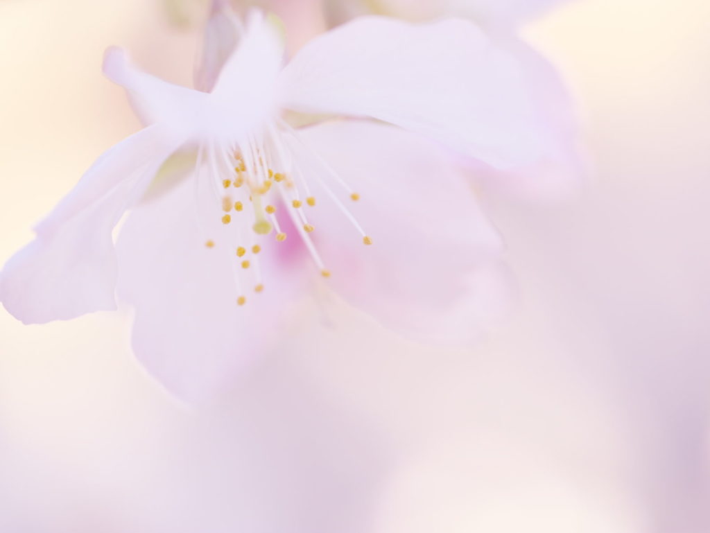 LEICA MACRO 45mm | 作例 | 照らし咲く