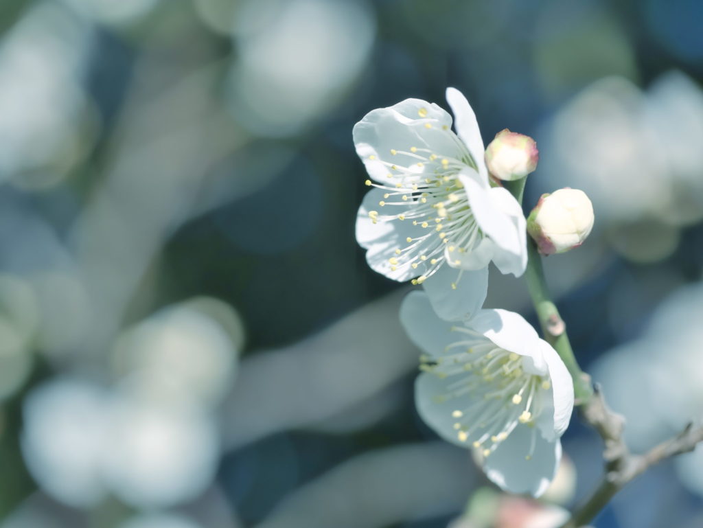 LEICA MACRO 45mm | 作例 | 梅咲く頃