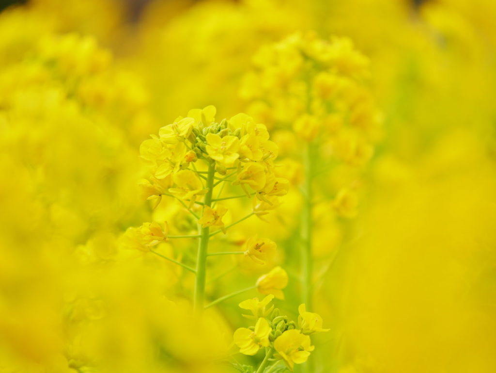 LUMIX 35-100mm/F2.8 | 作例 | 菜の花に包まれて