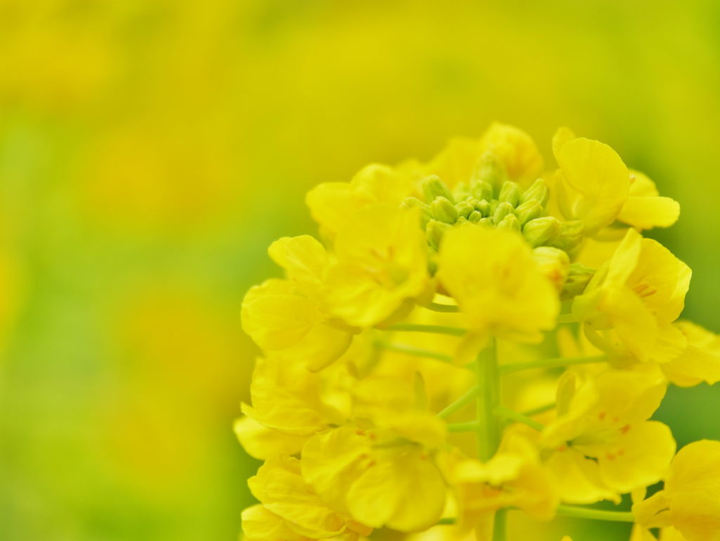 LUMIX 35-100mm/F2.8 | 作例 | 菜の花ポートレート