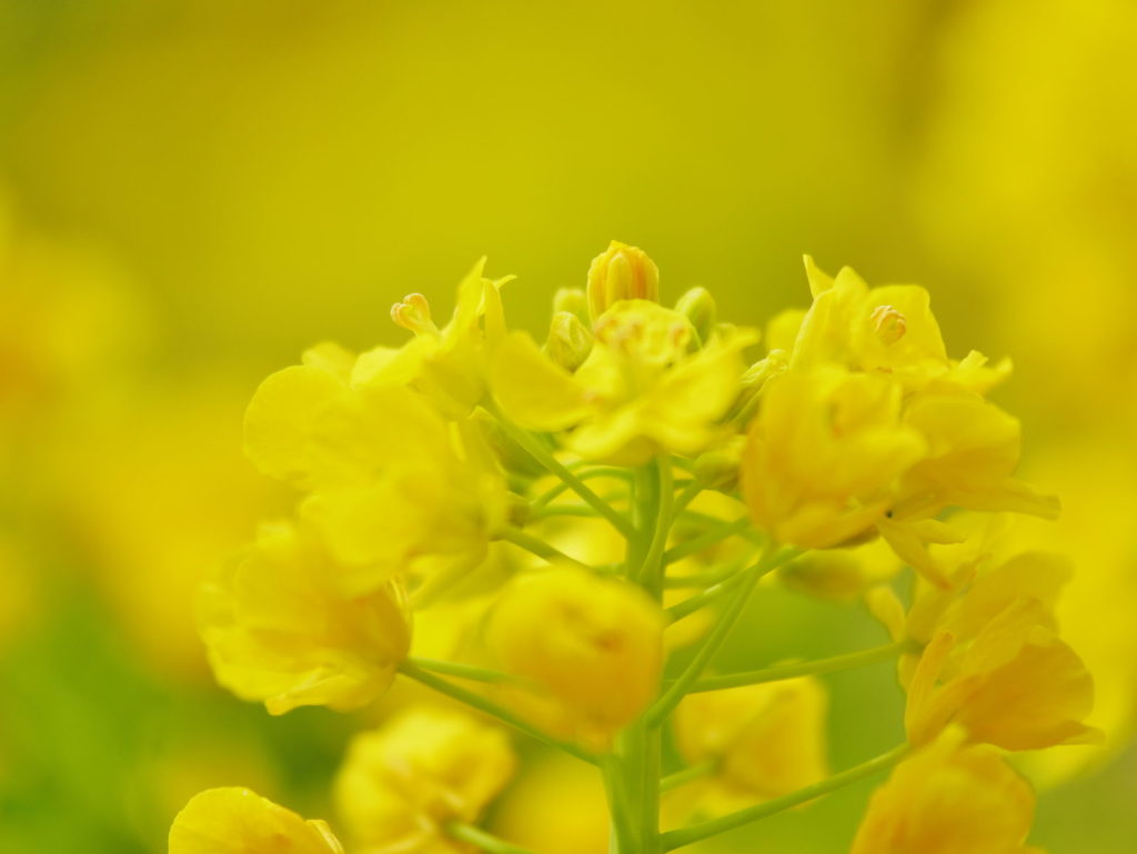 LUMIX 35-100mm/F2.8 | 作例 | まだかな?