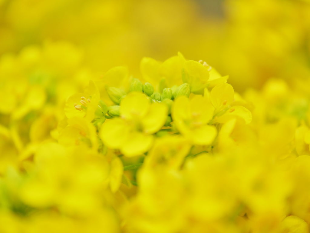 LUMIX 35-100mm/F2.8 + クローズアップレンズ | 作例 | 菜の花の絨毯