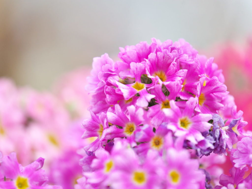 LUMIX 35-100mm/F2.8 + クローズアップレンズ | 作例 | ひょっこりはん