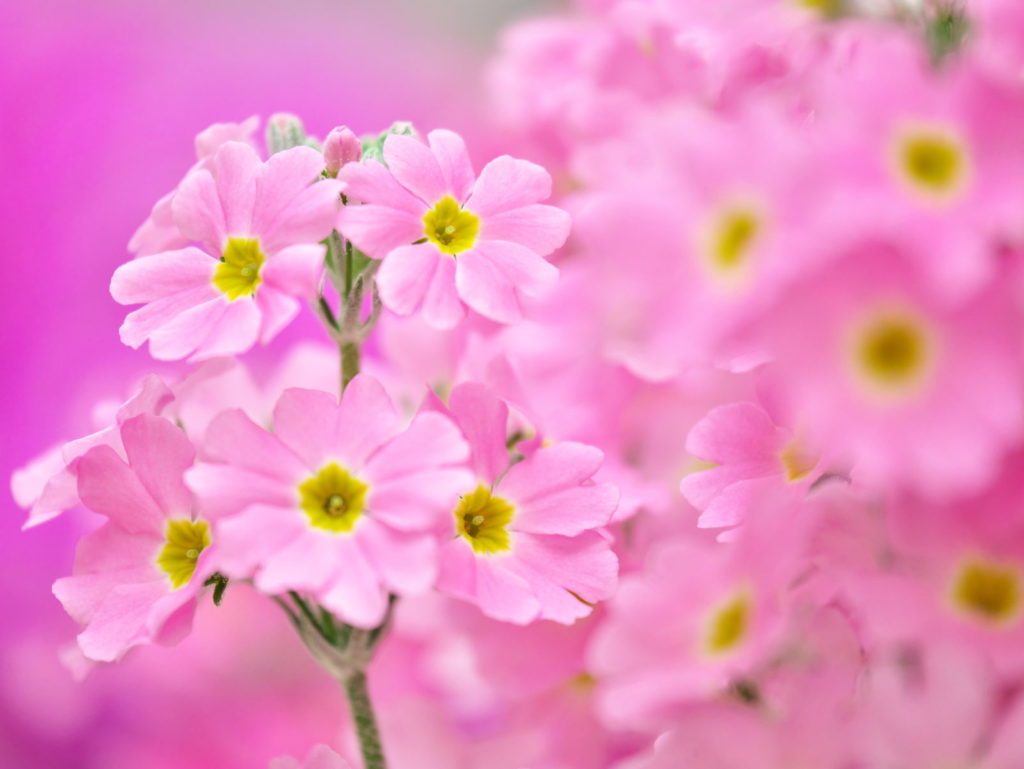 LUMIX 35-100mm/F2.8 + クローズアップレンズ | 作例 | 恥ずかしがり屋のサクラソウ