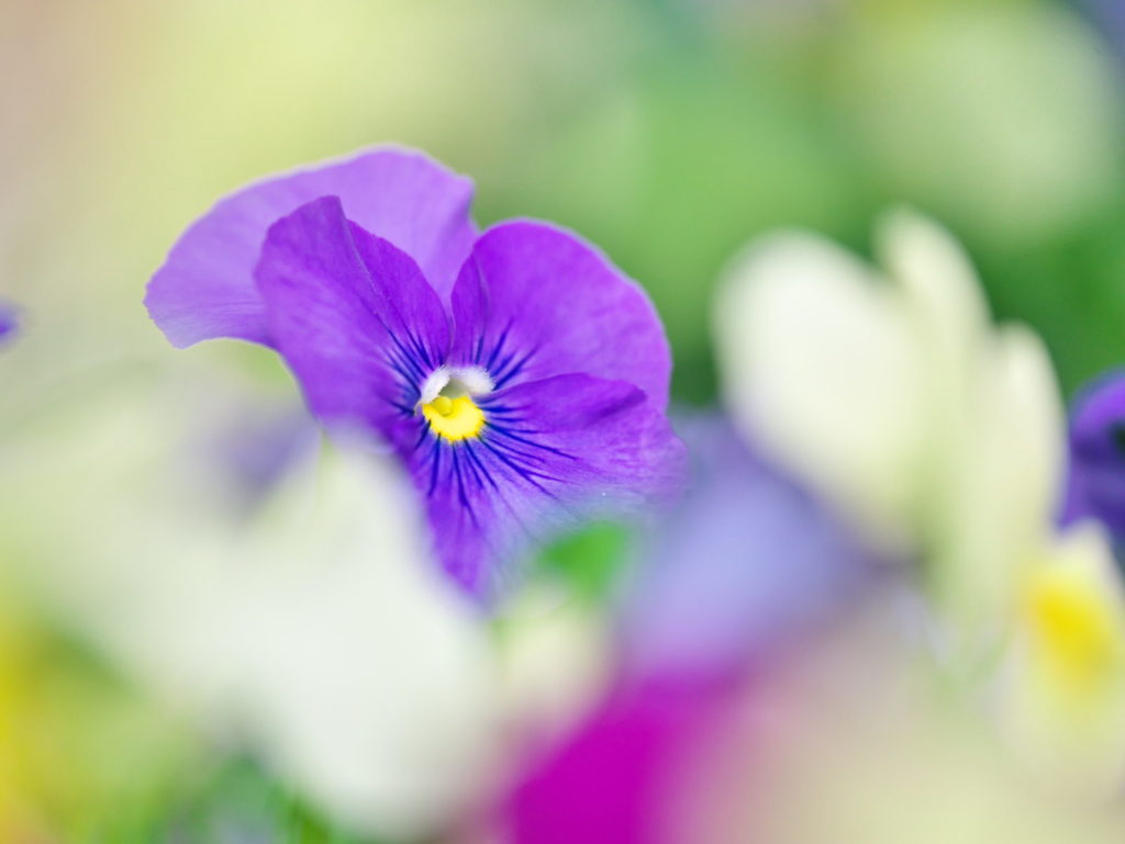 LUMIX 35-100mm/F2.8 + クローズアップレンズ | 作例 | オンリーユー