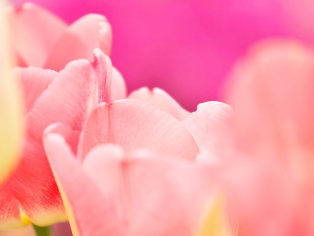 LUMIX 35-100mm/F2.8 + クローズアップレンズ | 作例 | 優しさのハーモニー