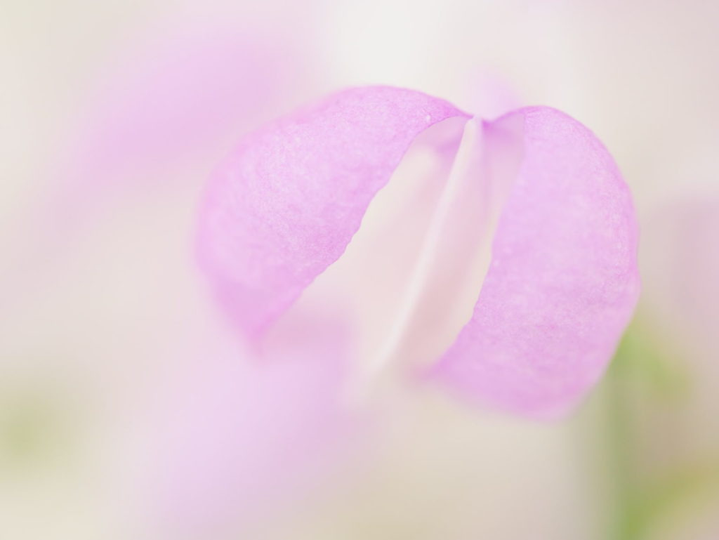 LEICA MACRO 45mm | 作例 | スウィートピーの花模様 ピンクパープル