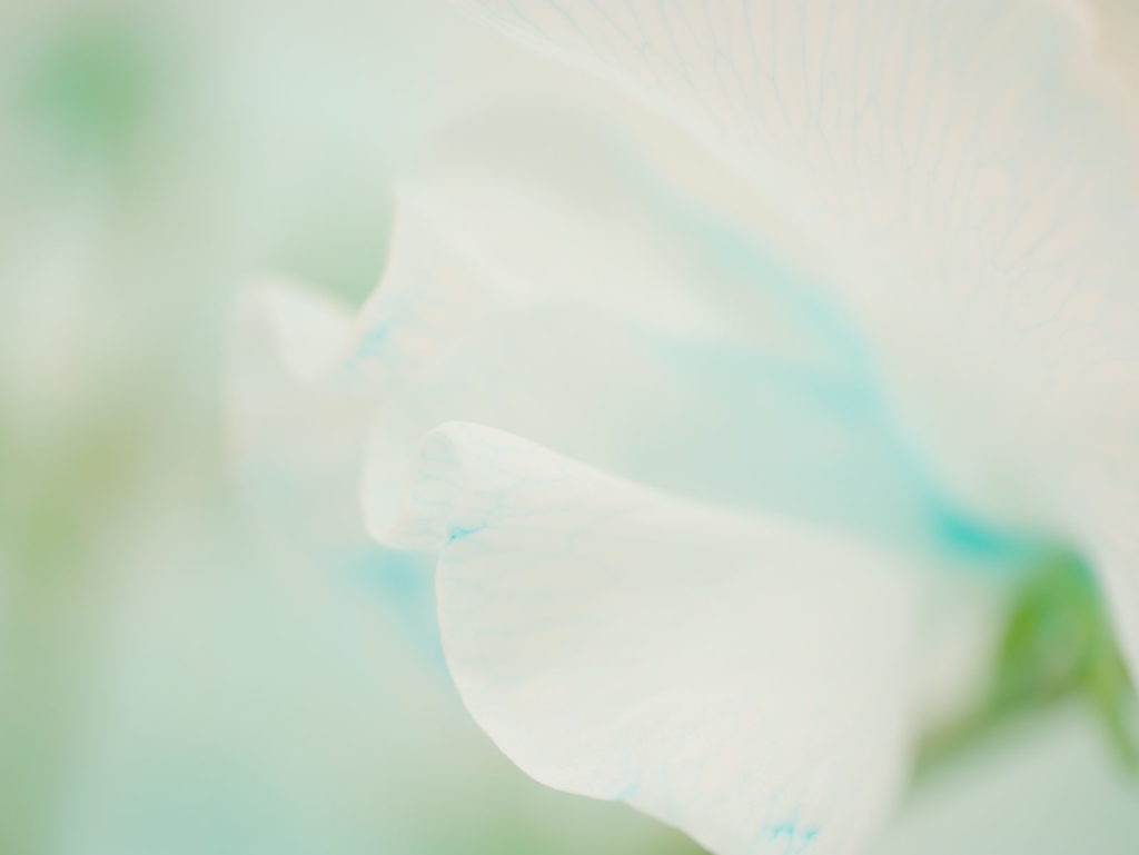 LEICA MACRO 45mm | 作例 | スウィートピーの花模様 ブルーグリーン