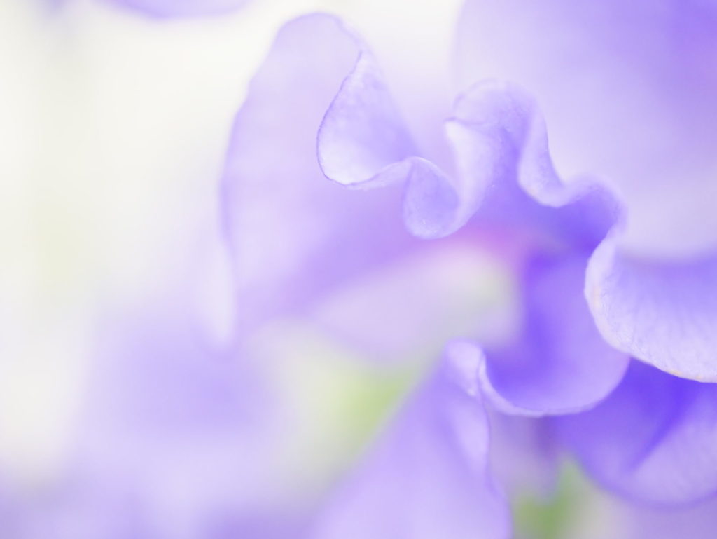 LEICA MACRO 45mm | 作例 | スウィートピーの花模様 パープル