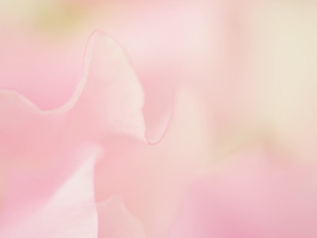 LEICA MACRO 45mm | 作例 | スウィートピーの花模様 ピンク