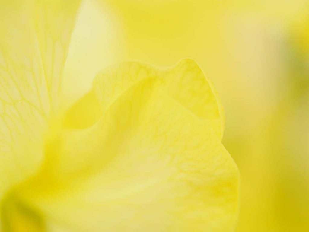 LEICA MACRO 45mm | 作例 | スウィートピーの花模様 イエロー