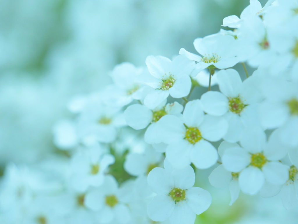 LEICA 12-60mm | 作例 | ユキヤナギ2