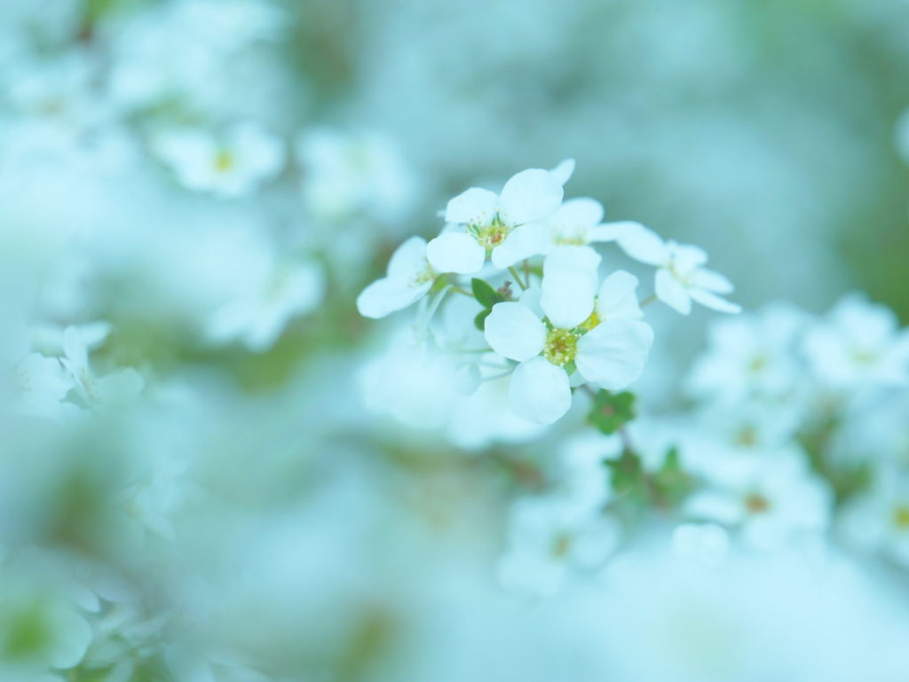 LEICA 12-60mm | 作例 | ユキヤナギ3