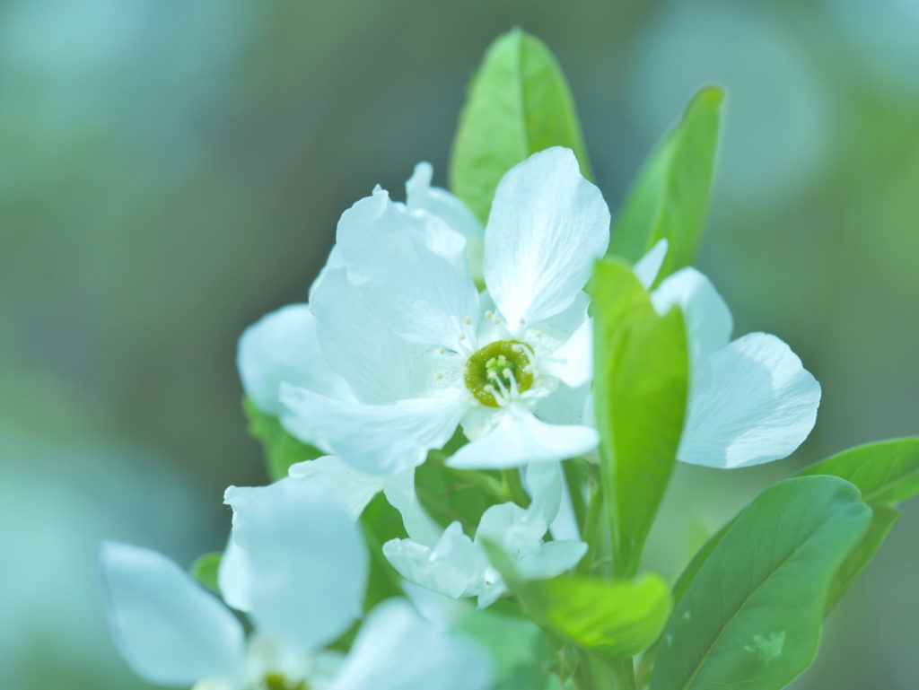 LUMIX 35-100mm/F2.8 | 作例 | リキュウバイ