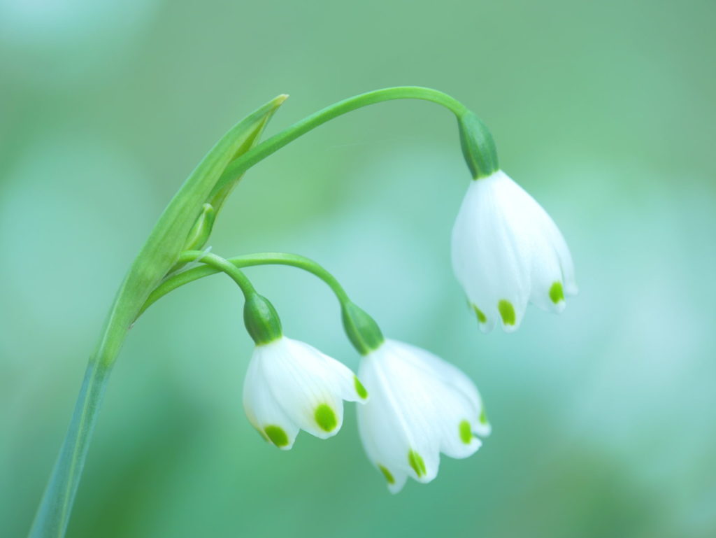 LUMIX 35-100mm/F2.8 | 作例 | スノーフレーク