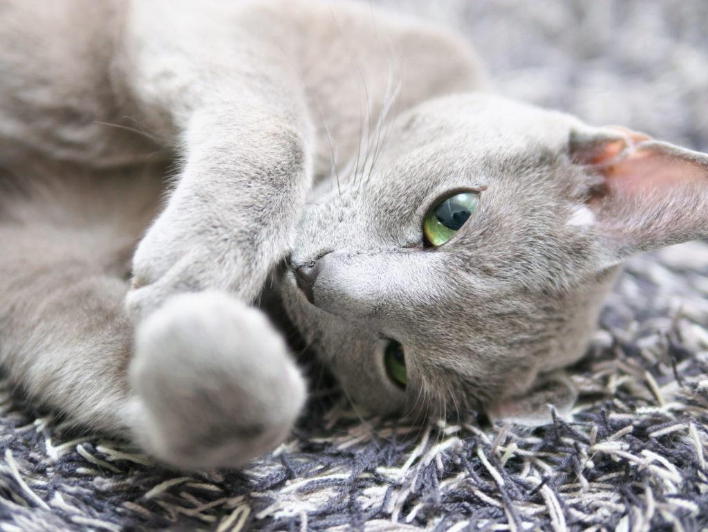 LEICA 25mm/F1.4 | 作例 | ロシアンブルー