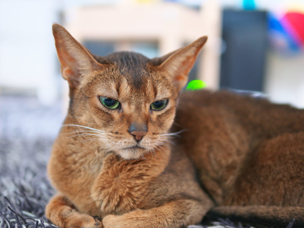 LEICA 25mm/F1.4 | 作例 | アビシニアン