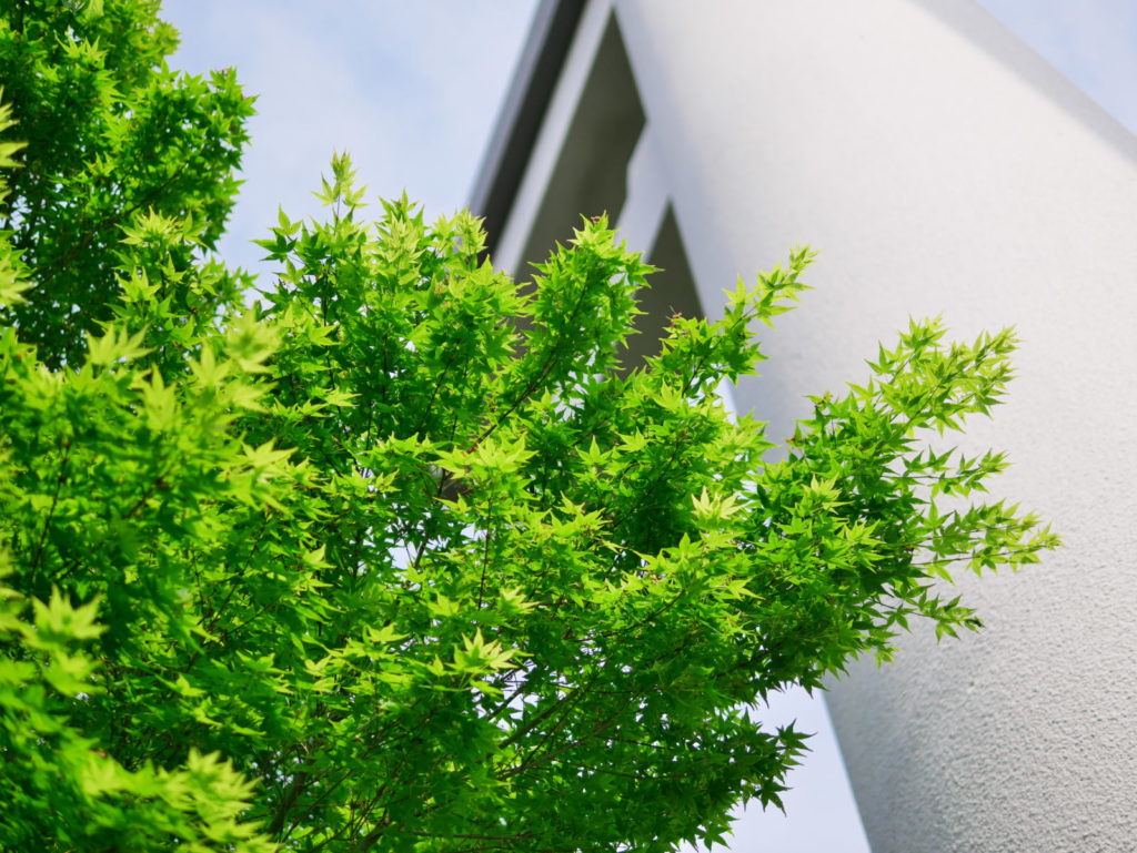 LEICA 25mm | 作例 | 春の楓