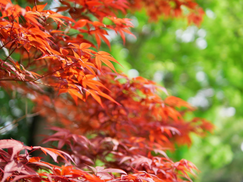 LEICA 25mm | 作例 | 春の紅葉